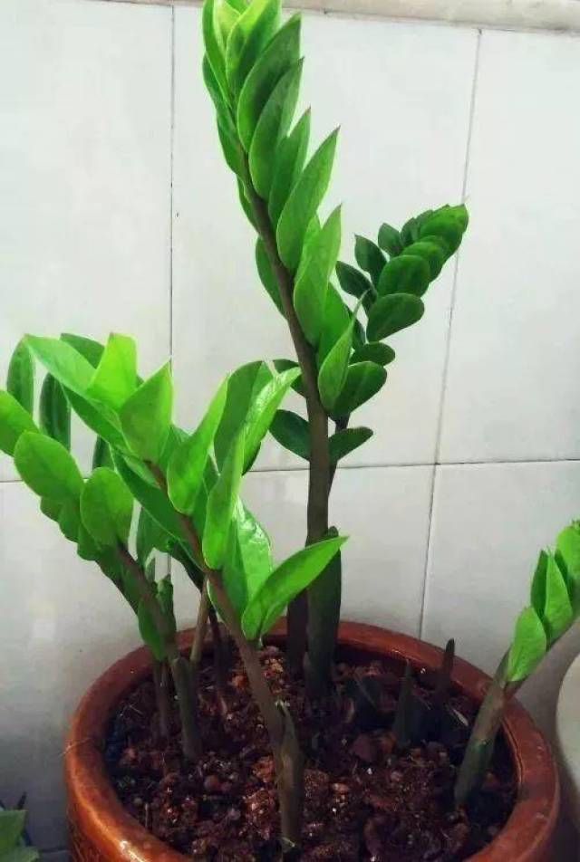 斗鸡饲养方法：培育活力与战斗力的指南