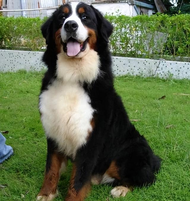 猫咪后半生不会动：如何为宠物提供舒适晚年